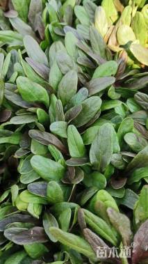 高度10厘米筋骨草