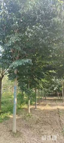 12公分杜仲