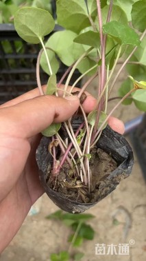 高度20厘米斑点大吴风草