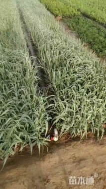 高度60厘米花叶芦竹