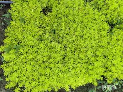 高度36厘米佛甲草