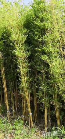 地栽苗早园竹