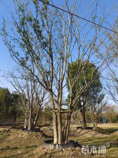 70公分(5杆)丛生朴树