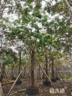 10公分紫花风铃木