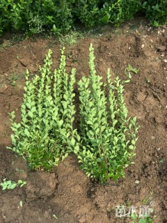 高度38厘米瓜子黄杨小苗