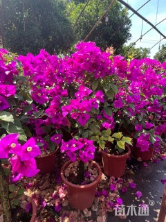 高度70厘米三角梅