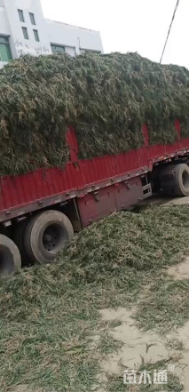 高度15厘米麦冬