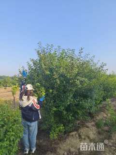 冠幅150厘米榆叶梅球