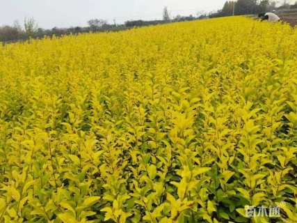 高度40厘米金叶女贞小苗