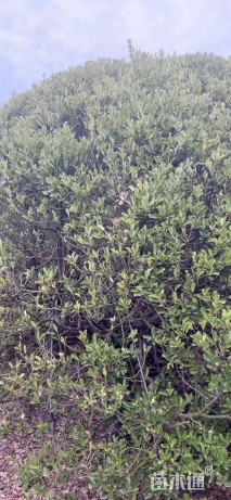 冠幅380厘米冬青球