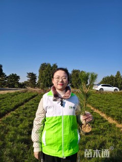 高度80厘米油松小苗