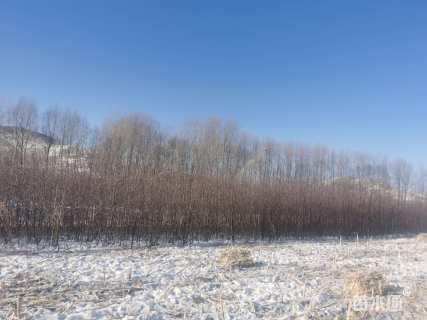 2公分沙果树