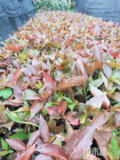 高度30厘米红桑