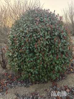 冠幅250厘米红叶石楠球