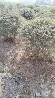 冠幅60厘米火棘球