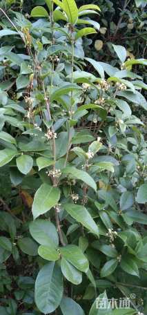 10公分桂花