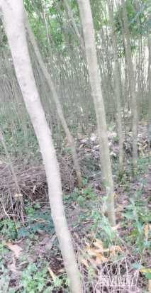 3公分无患子