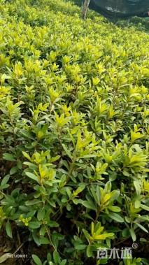 高度30厘米毛鹃