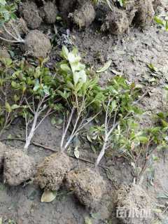 高度30厘米夏鹃