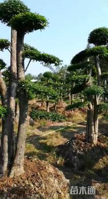 高度280厘米小叶女贞