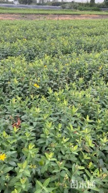 高度30厘米金丝桃