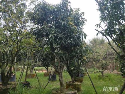 高度200厘米丛生芒果树
