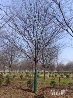 20公分榉树