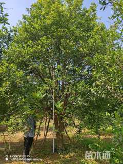 20公分丛生香橼