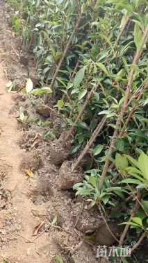 高度120厘米法国冬青