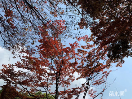 50公分日本红枫