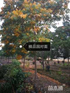 25公分无患子