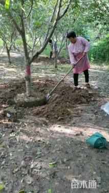 12公分青叶碧桃