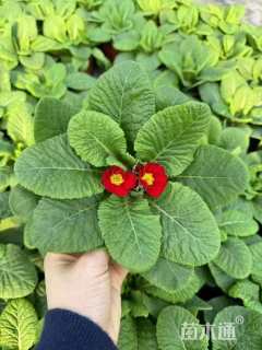 高度10厘米报春花