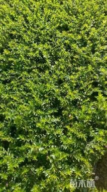 高度12厘米满天星