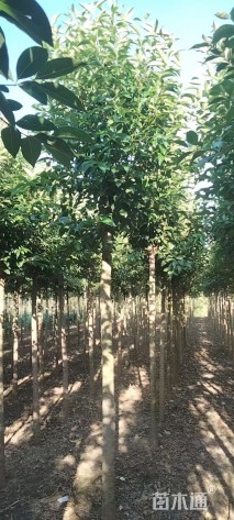 7公分大叶女贞