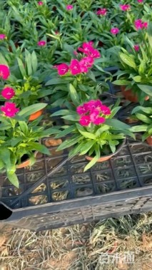 高度20厘米须苞石竹