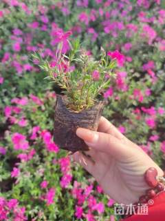 高度15厘米福禄考