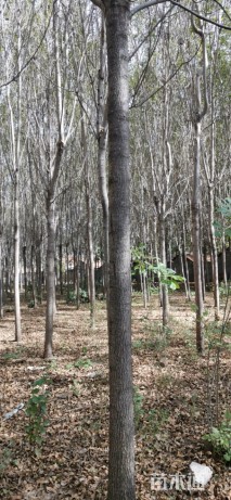 12公分白蜡