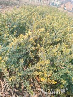 高度25厘米龟甲冬青