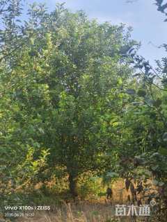 15公分八棱海棠