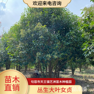 高度750厘米丛生大叶女贞