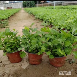 高度25厘米地被菊