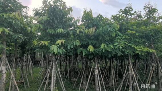 12公分大叶紫薇