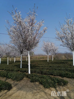 10公分高杆染井吉野樱