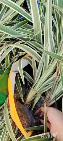 高度30厘米山管兰