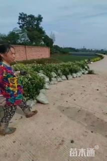 0.1公分红叶石楠