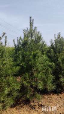 高度200厘米白皮松