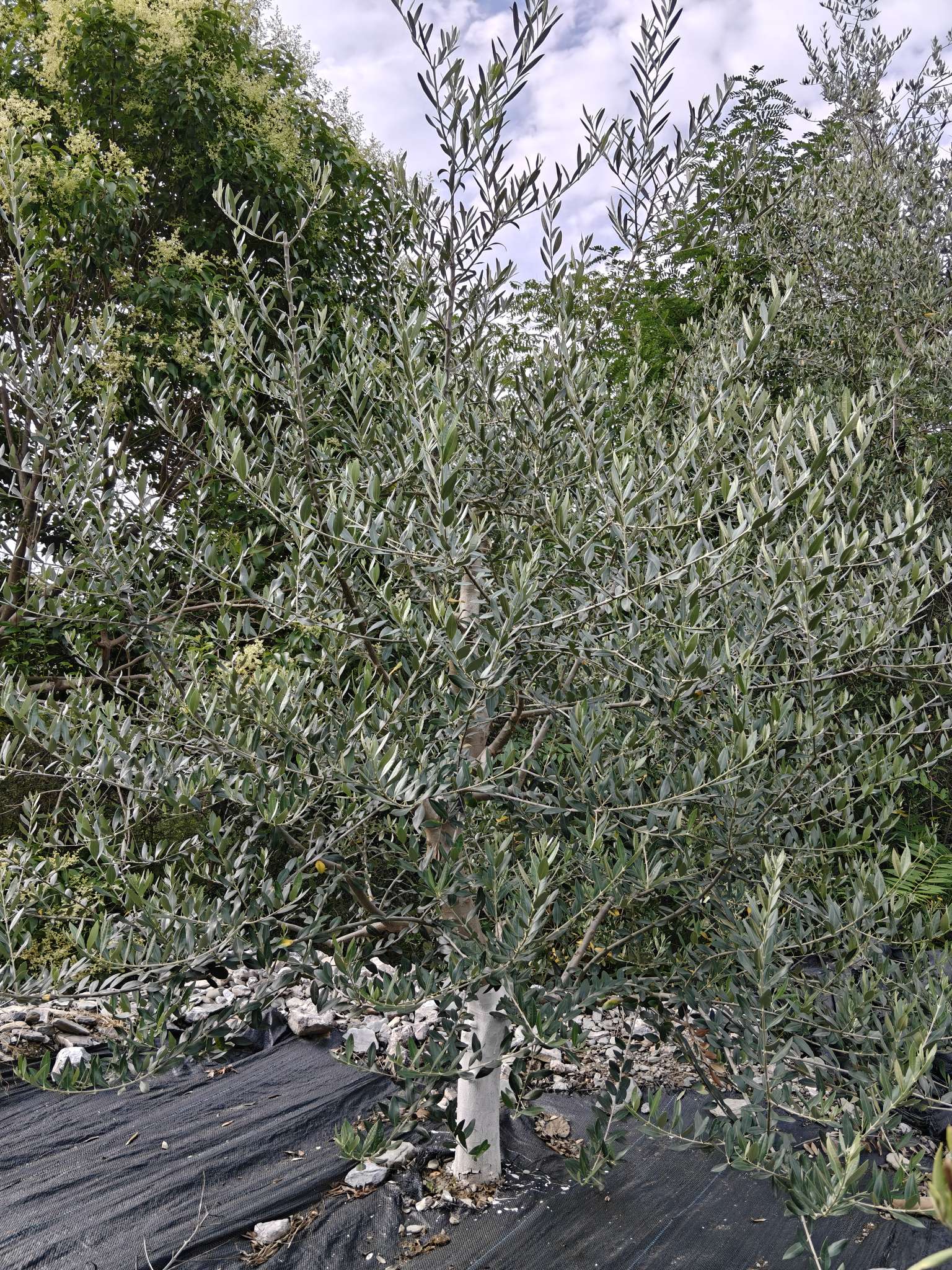 7公分橄榄树