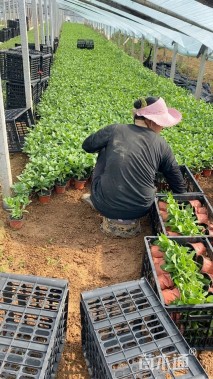 高度20厘米百日菊