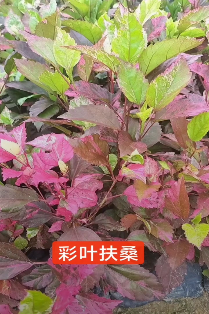 高度20厘米彩叶扶桑